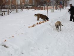 Elazığ Belediyesi Doğadaki Hayvanları Unutmadı