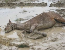 Boş Araziye Atılan Yaralı At 4 Gün Sonra Kurtarıldı