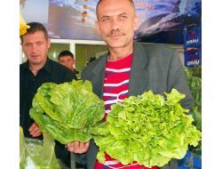 Mut'ta Tanesi 5 Tl'ye Satılan Marul El Yakıyor