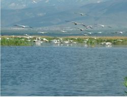 Şehir Atıklarıyla Kirletilen Eber Gölü İçin Meclis'e Araştırma Önergesi