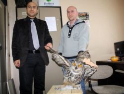 Yaralı Baykuş Koruma Altına Alındı