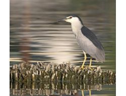 Su Kuşlarının Sığınağı: Mogan