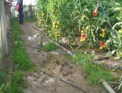 KAŞ'TA SERALARI SU BASTI