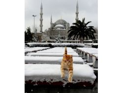 BU KEDİ NEREYE BAKIYOR?