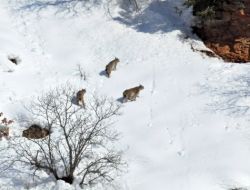 Vaşaklar Tunceli’de Ortaya Çıktı!