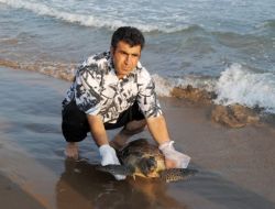 Antalya'da Her Yıl 15 Deniz Kaplumbağası, Sürat Motoru Çarpmasıyla Ölüyor