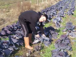 Kırmızı Lahana Üreticinin Yüzünü Güldürdü