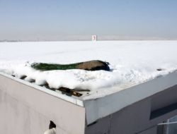 Çatıya Düşen Yaralı Tavus Kuşunu İtfaiye Kurtardı