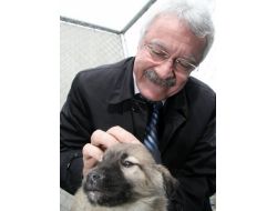 Belediye, Yavru Köpek Sahiplenecek Hayvansever Çift Arıyor