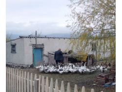 Sendilhöyük'te Kazın Eti, Tüyü, Yumurtası Değerlendiriliyor