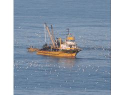 Martıların Tekneden Balık Kapma Yarışı