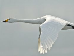 Türkiye'nin En Nadir Kuş Türü 'Küçük Kuğu' Zonguldak'ta Görüntülendi
