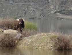 Adacıkta Mahsur Kalan İnek Kurtarıldı