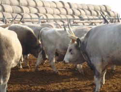 Türk Girişimciler Macaristan’da Hayvancılığa Yatırım Yapıyor