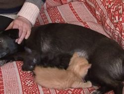 Köpek Lyusya, Kedi Yavrularını Sütüyle Besliyor