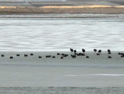 Paü Öğrencileri Denizli’de Kuş Sayımı Yaptı