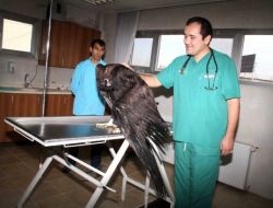 Yaralı Akbabaya Belediye Sahip Çıktı