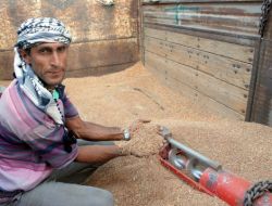 Fiyatı Düşen Kırmızı Mercimek Ekiminde Düşüş Yaşanıyor