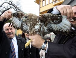 Avcıların Yaraladığı Şahinler Tedavi İçin Bursa’da