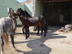 At Sırtında 258 Kilo Uyuşturucu