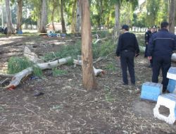 Çamlıkta Odun Toplayan Kadın, Kesilen Ağacın Altında Kaldı