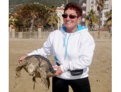 Ölü Caretta Caretta İle Fotoğraf Çektirdiler
