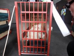 Thy, Bu Kez Aslan Taşıdı