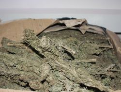 Emniyetin Başarılı Uyuşturucu Baskınları