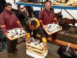 Samsun'da 25 Ton Kefal Yakalayan Tekne, Balıkları Sürükleyerek Limana Getirdi
