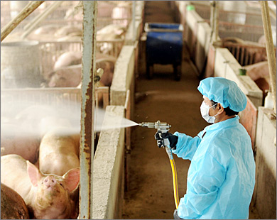 DOMUZ GRİBİ YAYILIYOR