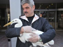 Yaralı Halde Bulunan Leylek Tedavi Altına Alındı