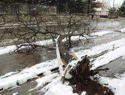 Kırşehir’de Tipi Ağaçları Kökünden Söktü