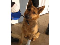 Köpeği Yaralayan 7 Öğrenci, Okuldan Uzaklaştırıldı