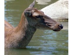 Kaçak Avlanan 75 Kişiye 44 Bin Lira Ceza Kesildi