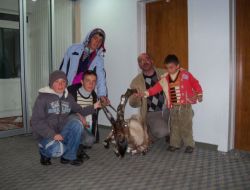 Aç Kalan Dağ Keçisi Yola İndi