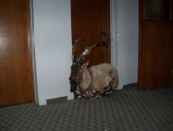 Demirkazık'ta Şiddettli Kış Nedeniyle Dağ Keçisi Kampa Sığındı