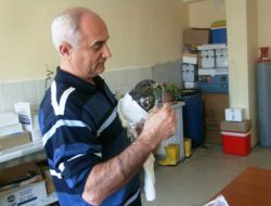 İnşaat Alanında Bulunan Yaralı Şahin, Tedavi Edildikten Sonra Doğaya Salınacak