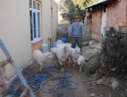 Sakız İsimli Koyun Bir Batında Dördüz Yavruladı