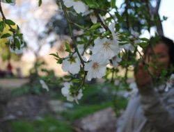 Manavgat'ta Badem Ağaçlarından Sonra Erikler De Çiçek Açtı