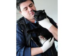 Üç Ayaklı Köpek Ve Kediler Sahiplenilmeyi Bekliyor