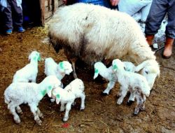 Niğde'de Koyun Altız Doğurdu