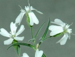 Rusya’da Bilim Adamları 30 Bin Yıllık Tohumdan Bitki Yetiştirdi