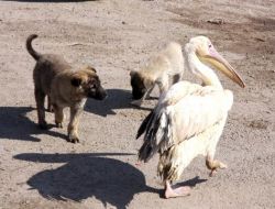 Yaralı Pelikana Aksaray Belediyesi Sahip Çıktı