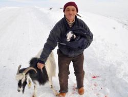 Çiftçinin Otlatmaya Çıkardığı Keçisi Yolda Yavruladı