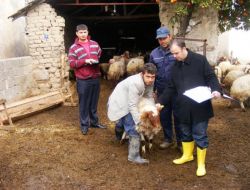 Osmaniye'de Anaç Koyun Ve Keçi Tespiti Yapılıyor
