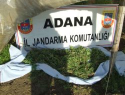 Patlıcan Serasında Hint Keneviri Yetiştirmişler