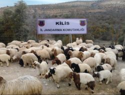 Kaçak Hayvan, Çay ve Tüfek Ele Geçirildi