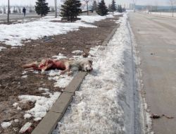 Eskişehir'de15 Köpek Zehirlenerek Öldürüldü