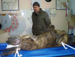Köpeğin Ayağındaki Kanserli Tümör Ameliyatla Alındı