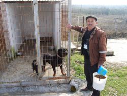 Belediye: Gemlik’teki Sokak Hayvanlarına Sahip Çıkıyoruz